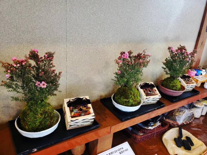 1/8伊勢の苔アート・節分の苔玉 001