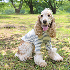 ～みんなで手づくり犬服ライフを楽しみましょう！～はじめての手づくりわんこ服＜入門クラス＞