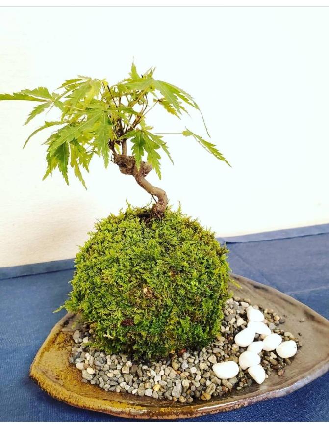 伊勢の苔を使った苔アート