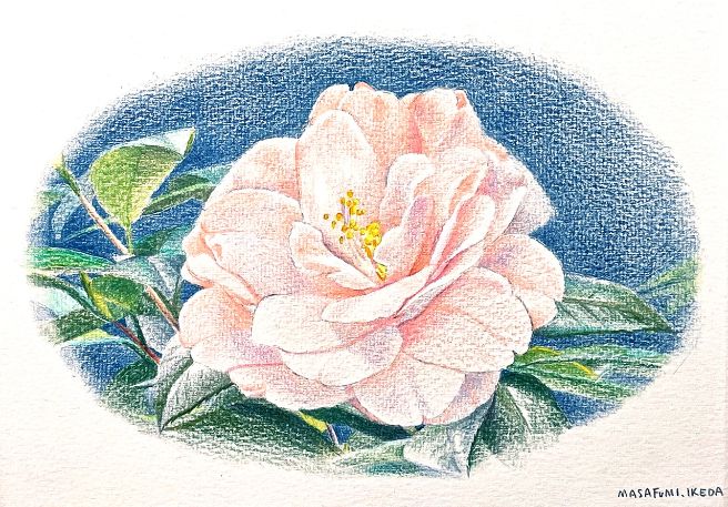 誰でも描ける色鉛筆画　１１月２４日（月）