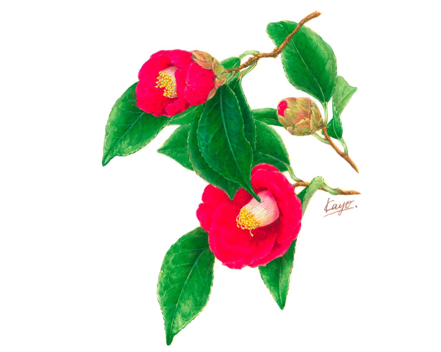 ボタニカルアート～植物画～