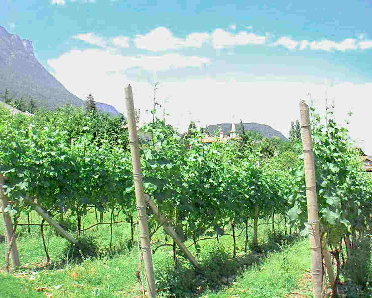 ワイン講座～イタリアから世界のワインへ～