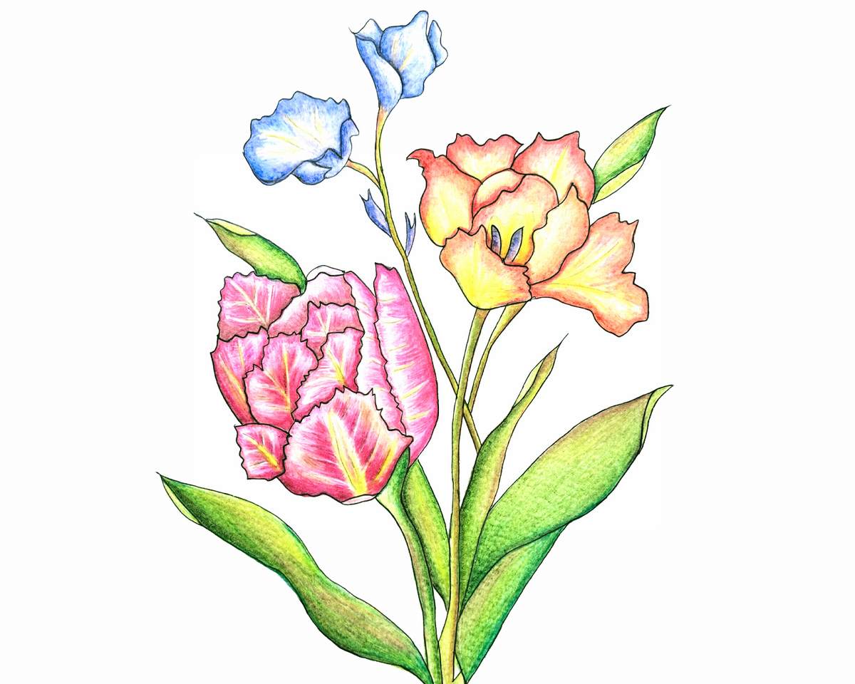 いやしのぬり絵