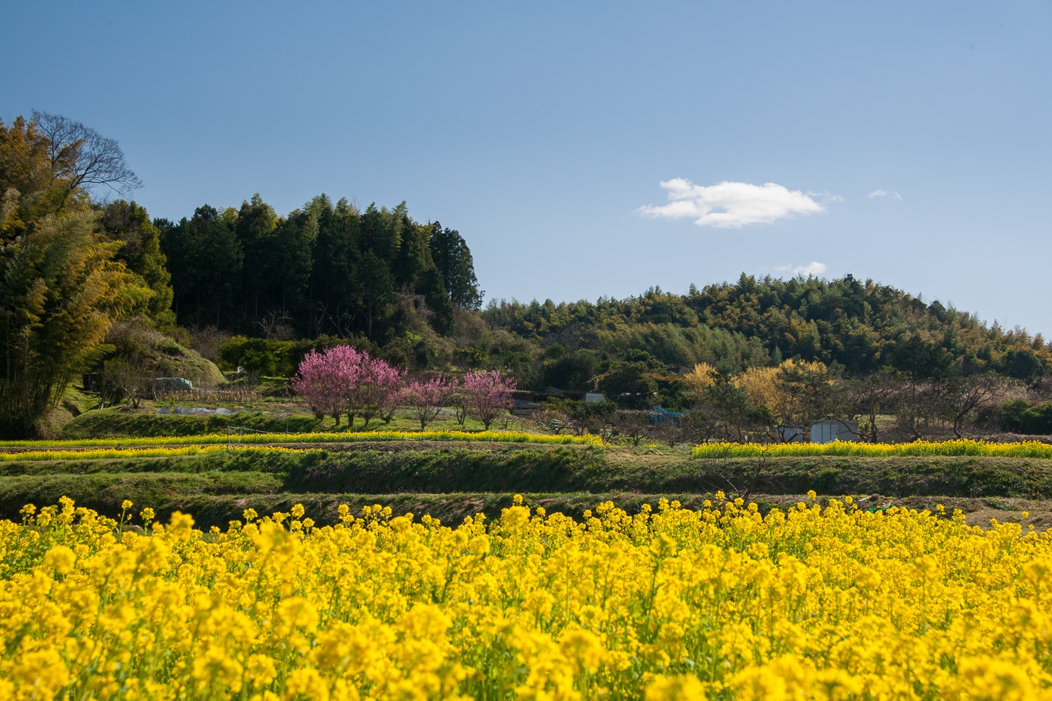 【お試し体験レッスン】～万葉風景の美～写真教室