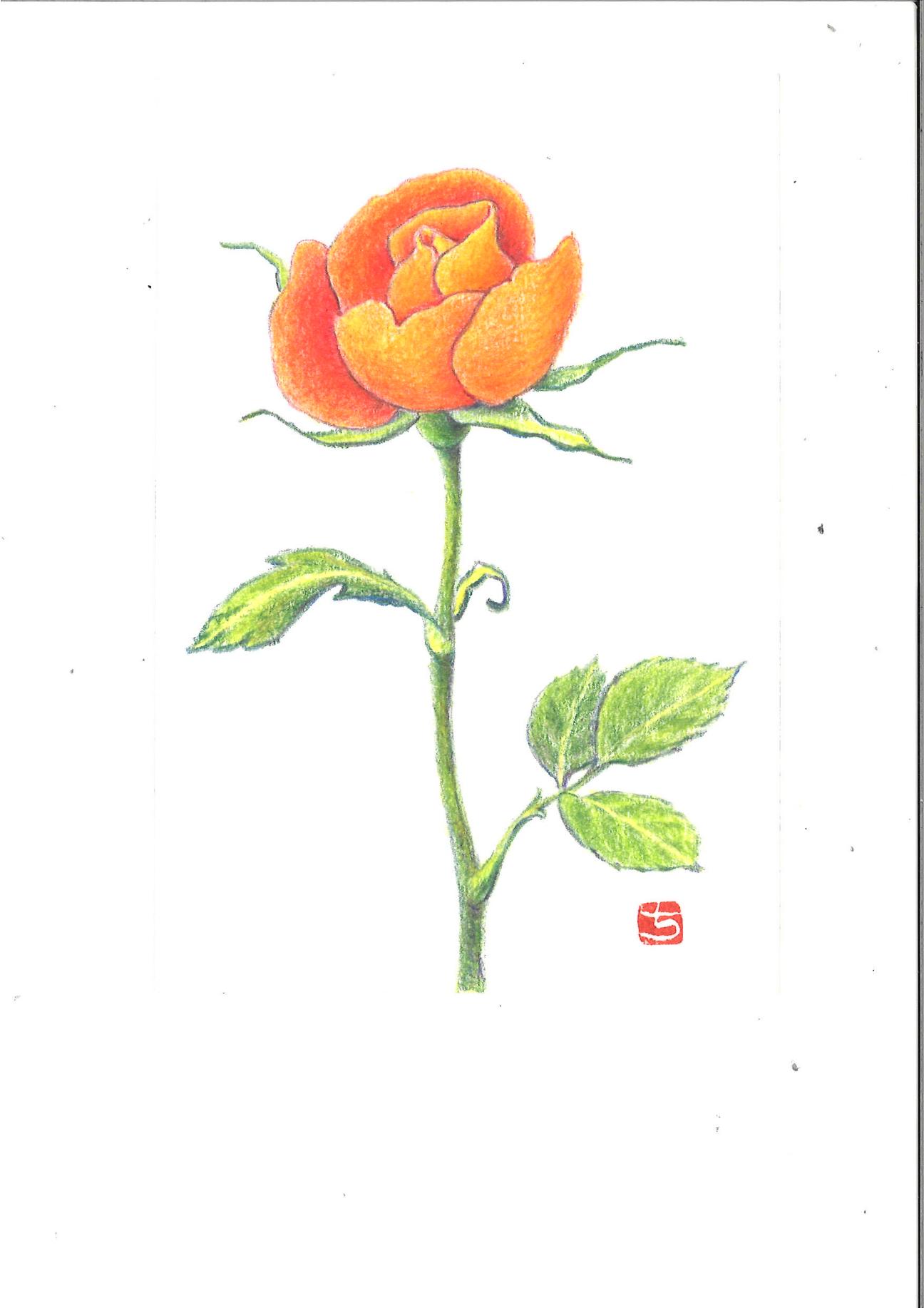 色鉛筆アート　随時体験