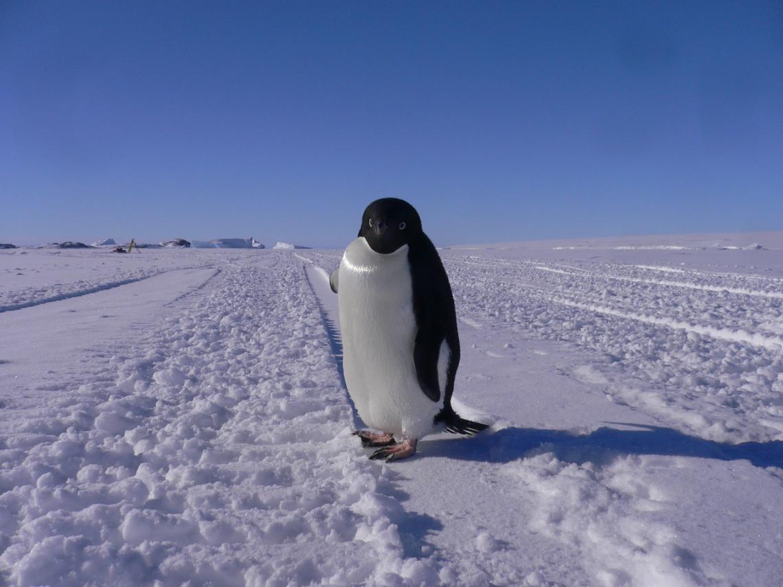 【８／１１（日）夏の１日講習会】南極大陸の自然と生活　〈小学生以上〉