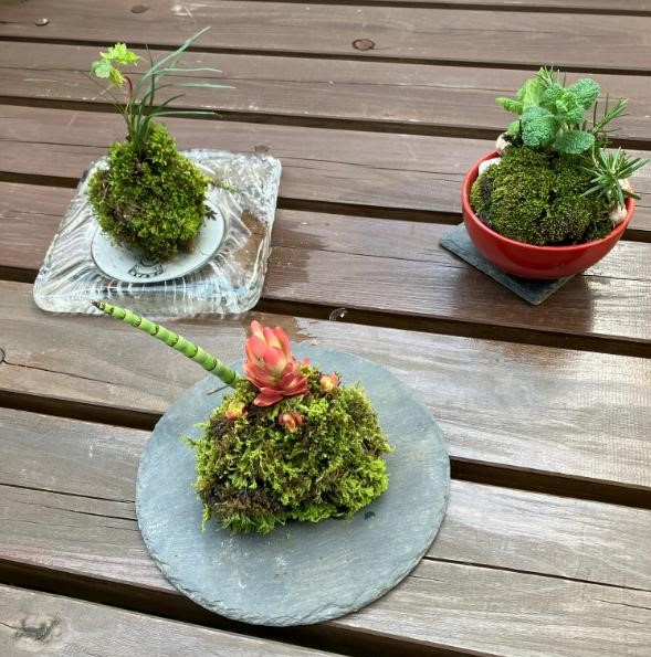 【６／１２、６／２６（木）１日講習会】癒しの苔玉づくり