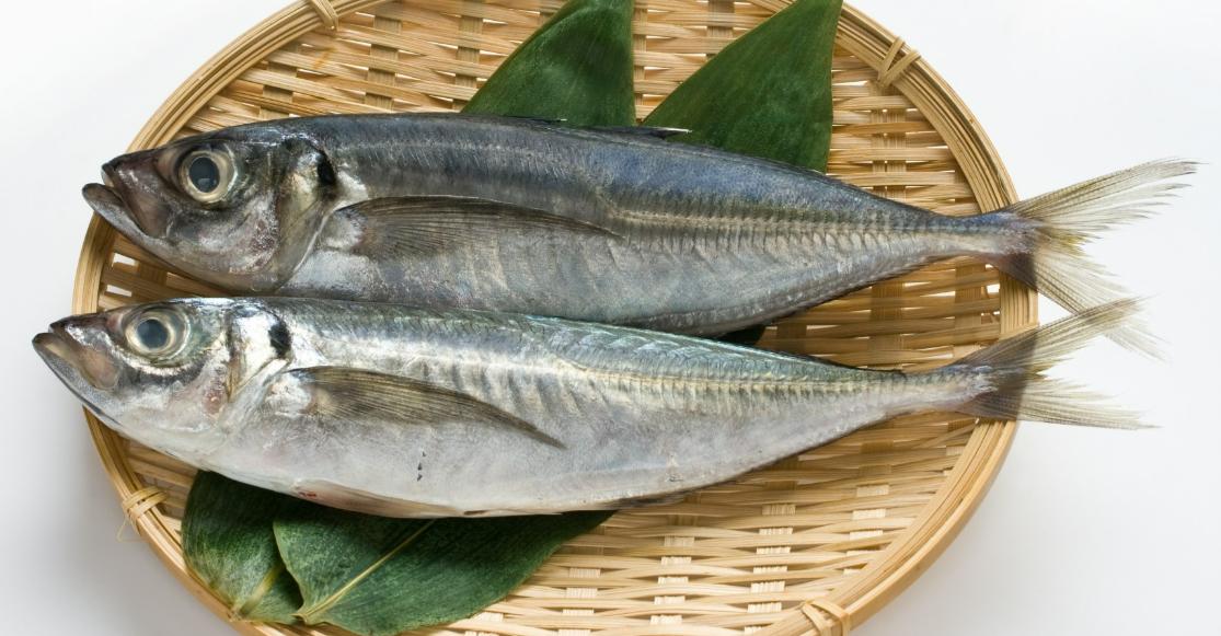 【１０／４（土）秋の１日講習会】　魚の解剖実習～知ってみよう！生き物の体のつくり～〈小学３年生～大人〉