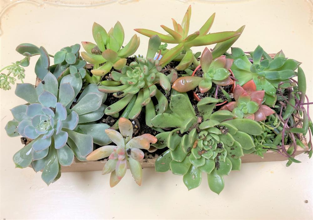 【11/27(木)1日講習会】多肉植物の可愛い寄せ植えを作りましょう!