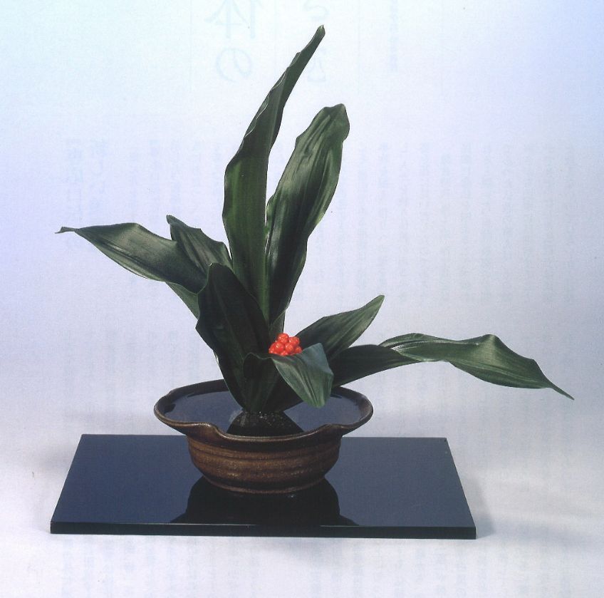 お正月花 池坊(万年青)