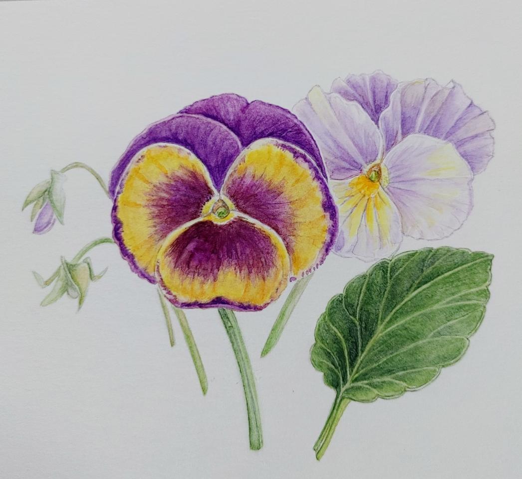 【３／７（土）お試し体験レッスン】基礎から学ぶ美しいボタニカルアート＜小学５年生～大人＞