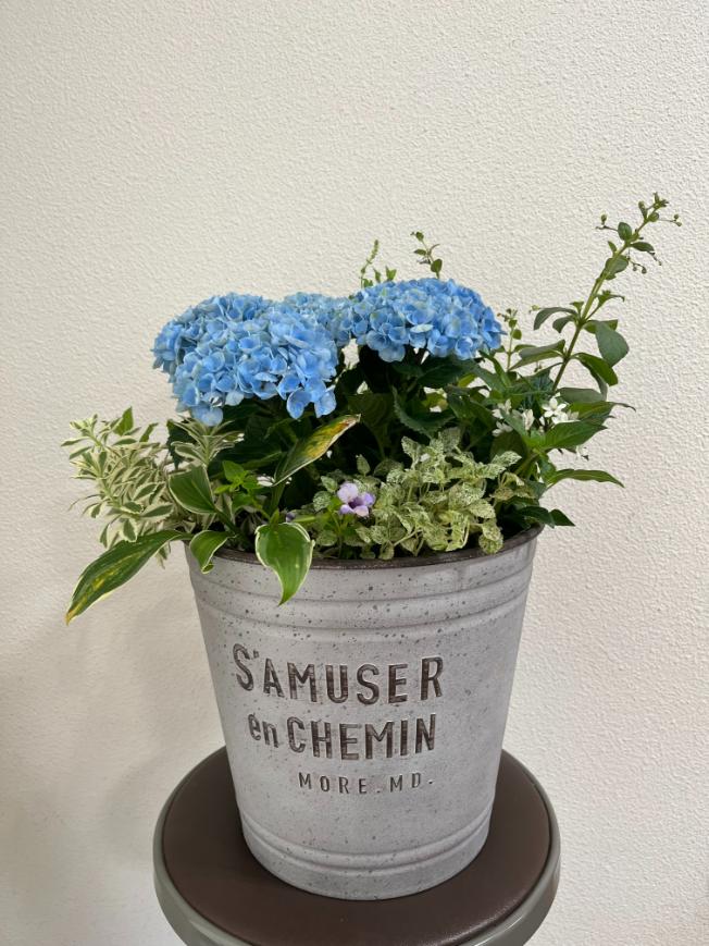 【５／２５（月）１日講習会】華やかな季節の寄せ植えを作りましょう！