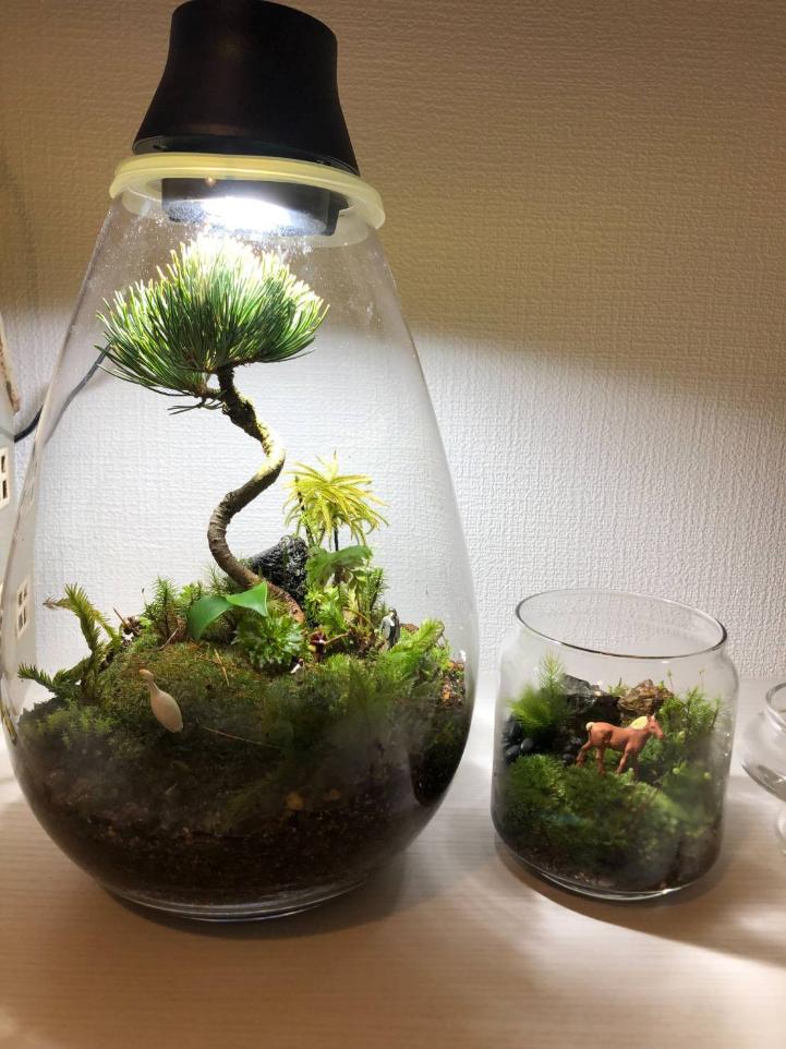 伊勢の苔アート