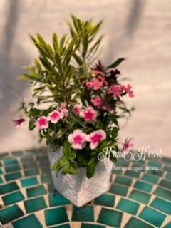 おしゃれな寄せ植え・ハンギングバスケット初級コース＜全６回＞